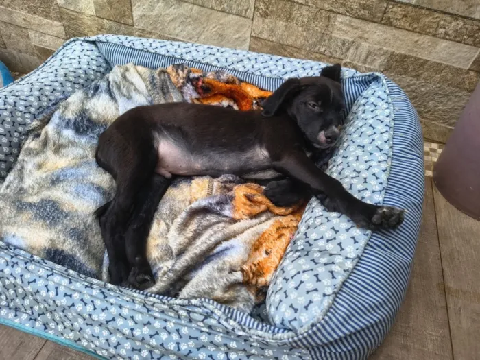 Cachorro raça SRD-ViraLata idade 2 a 6 meses nome Panda