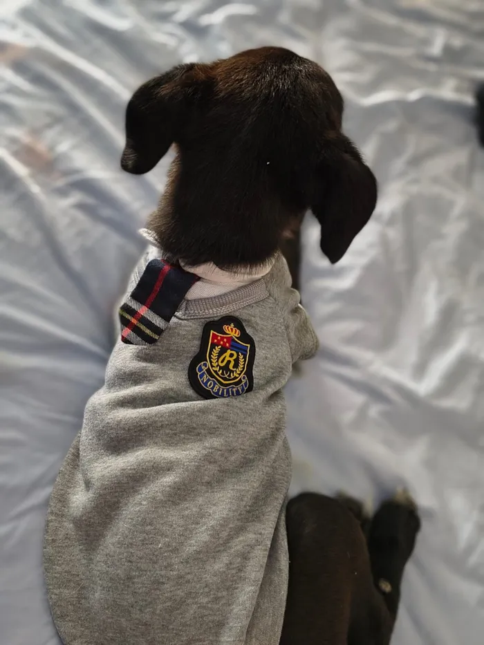 Cachorro raça SRD-ViraLata idade 2 a 6 meses nome Panda