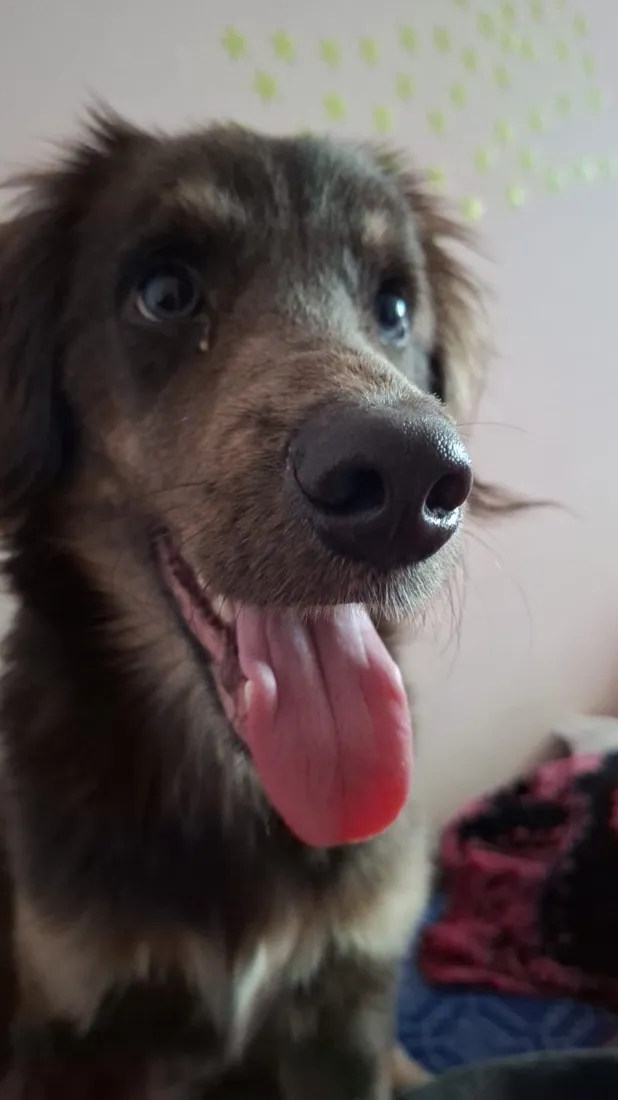 Cachorro raça SRD-ViraLata idade 2 a 6 meses nome Café 