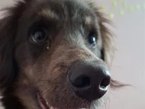 Cachorro raça SRD-ViraLata idade 2 a 6 meses nome Café 