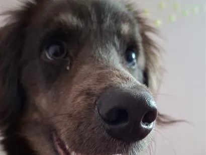 Cachorro raça SRD-ViraLata idade 2 a 6 meses nome Café 