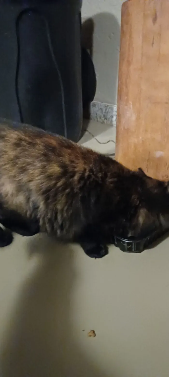 Gato raça SRD-ViraLata idade 1 ano nome Lolita
