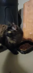 Lolita