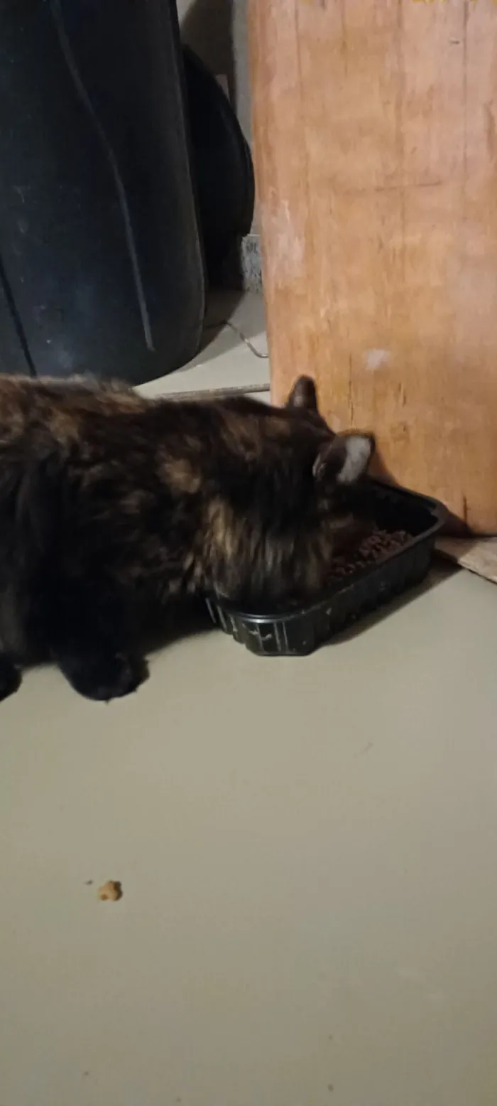 Gato raça SRD-ViraLata idade 1 ano nome Lolita