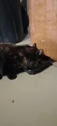 Lolita