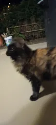Lolita