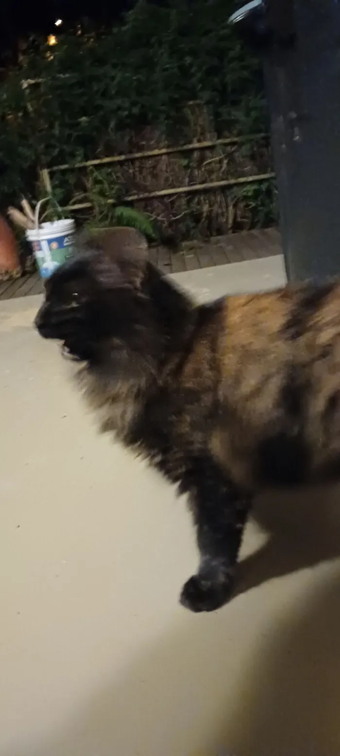 Gato raça SRD-ViraLata idade 1 ano nome Lolita