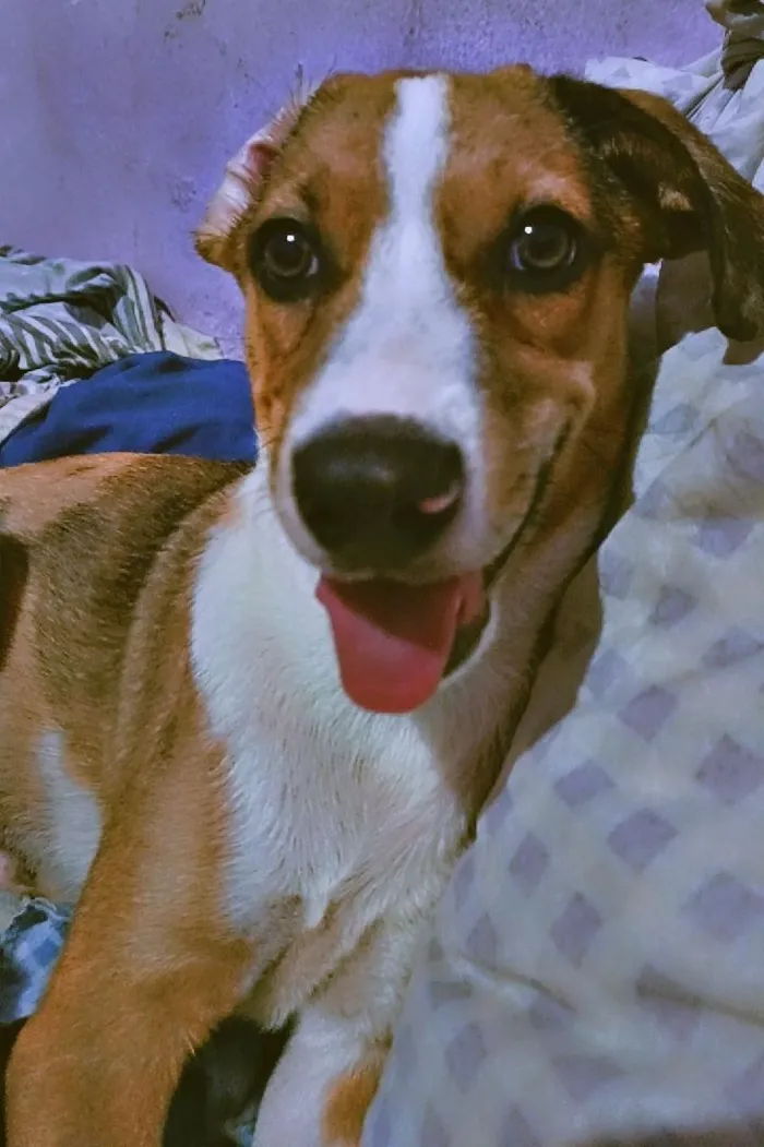 Cachorro raça SRD-ViraLata idade 7 a 11 meses nome Max