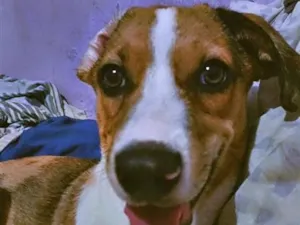 Cachorro raça SRD-ViraLata idade 7 a 11 meses nome Max