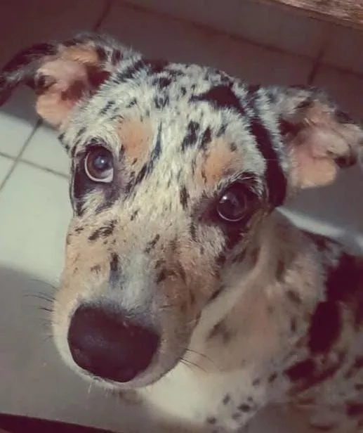 Cachorro raça SRD-ViraLata idade 7 a 11 meses nome Cristal