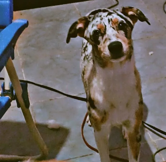 Cachorro raça SRD-ViraLata idade 7 a 11 meses nome Cristal