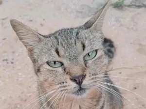 Gato raça SRD-ViraLata idade 6 ou mais anos nome chaninha