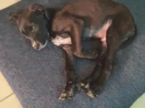 Cachorro raça SRD-ViraLata idade 2 a 6 meses nome Panda