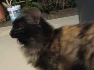 Gato raça SRD-ViraLata idade 1 ano nome Lolita