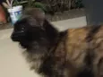 Lolita