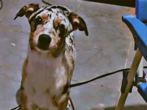 Cachorro raça SRD-ViraLata idade 7 a 11 meses nome Cristal
