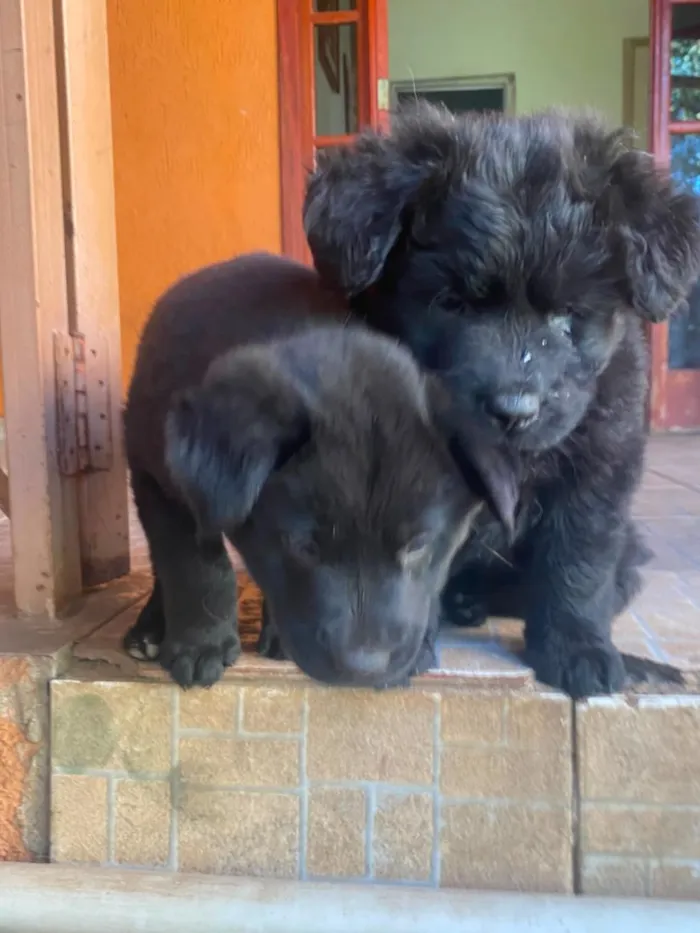 Cachorro raça SRD-ViraLata idade 2 a 6 meses nome sem nome 