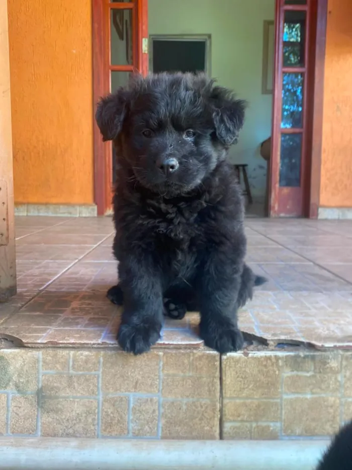 Cachorro raça SRD-ViraLata idade 2 a 6 meses nome sem nome 