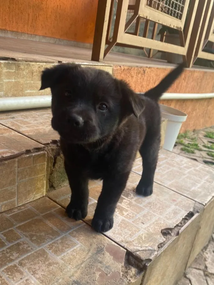 Cachorro raça SRD-ViraLata idade 2 a 6 meses nome sem nome 
