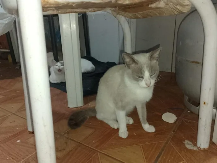 Gato raça SRD-ViraLata idade 1 ano nome Prata, Roberta, Vesga