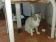 Prata, Roberta, Vesga