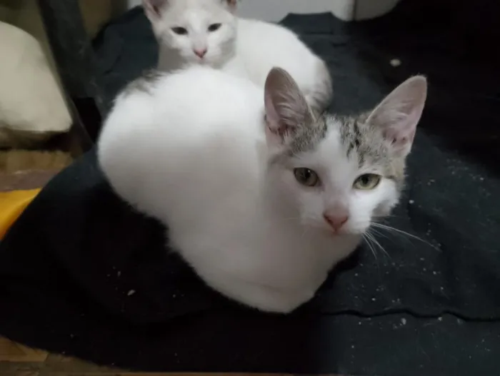 Gato raça SRD-ViraLata idade 1 ano nome Prata, Roberta, Vesga