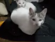 Prata, Roberta, Vesga