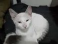 Prata, Roberta, Vesga