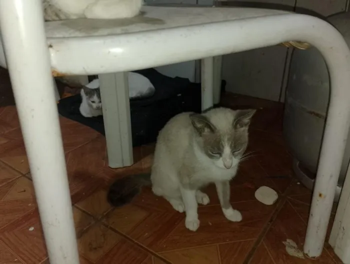 Gato raça SRD-ViraLata idade 1 ano nome Prata, Roberta, Vesga