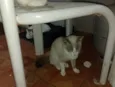 Prata, Roberta, Vesga