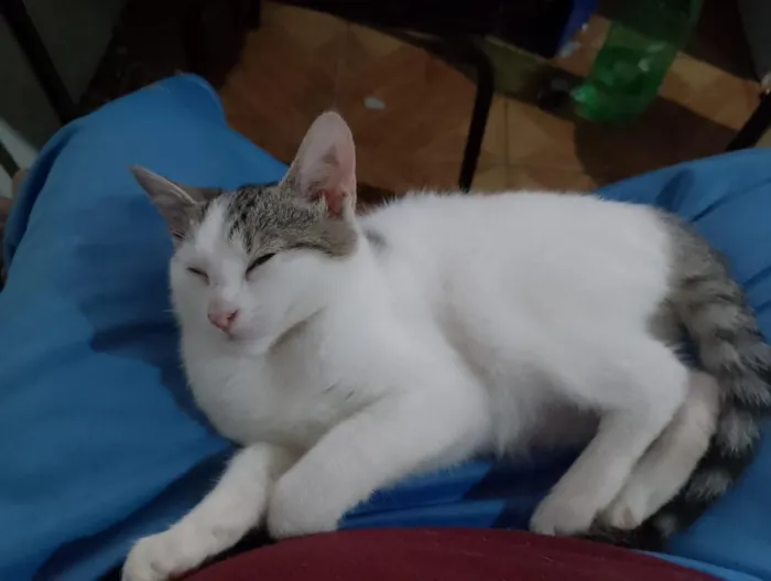 Gato raça SRD-ViraLata idade 1 ano nome Prata, Roberta, Vesga