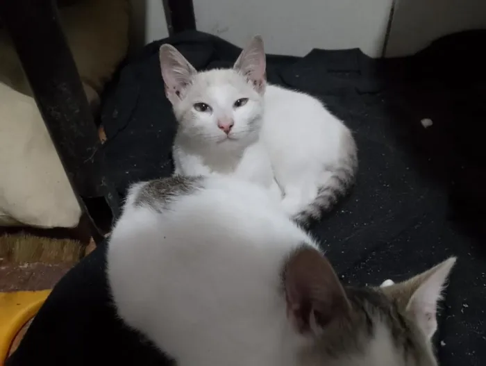 Gato raça SRD-ViraLata idade 1 ano nome Prata, Roberta, Vesga