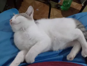 Gato raça SRD-ViraLata idade 1 ano nome Prata, Roberta, Vesga