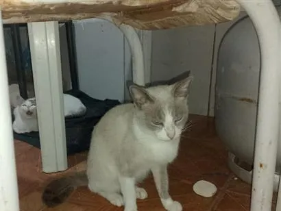 Gato raça SRD-ViraLata idade 1 ano nome Prata, Roberta, Vesga