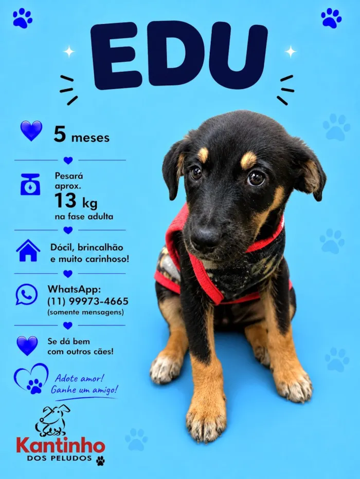 Cachorro raça SRD-ViraLata idade 2 a 6 meses nome Edu