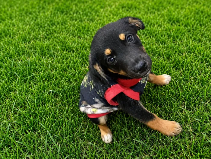 Cachorro raça SRD-ViraLata idade 2 a 6 meses nome Edu