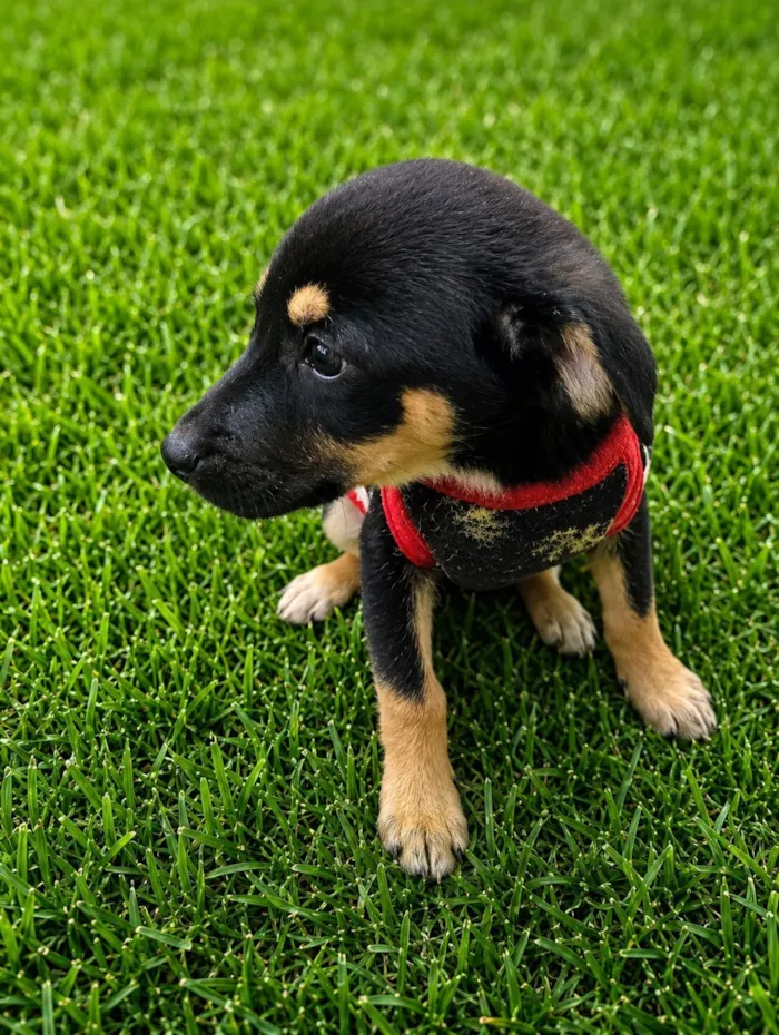 Cachorro raça SRD-ViraLata idade 2 a 6 meses nome Edu
