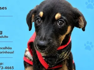 Cachorro raça SRD-ViraLata idade 2 a 6 meses nome Edu
