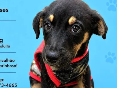 Cachorro raça SRD-ViraLata idade 2 a 6 meses nome Edu