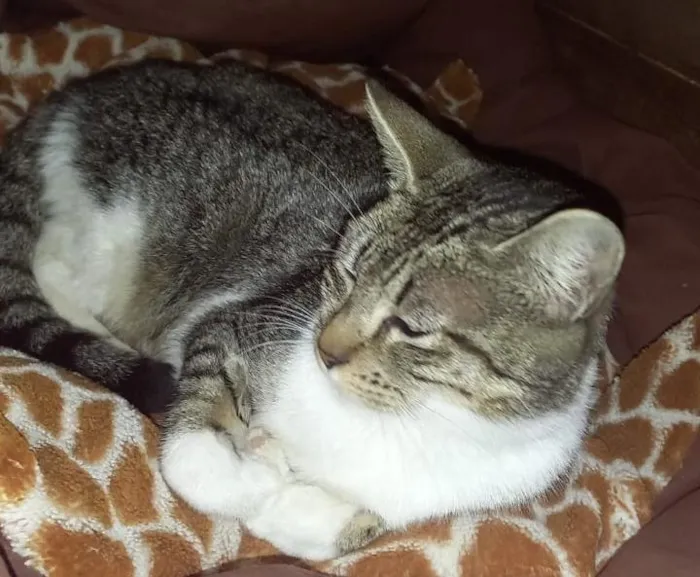 Gato raça SRD-ViraLata idade 1 ano nome AFRODITE 1