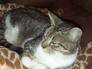 Gato raça SRD-ViraLata idade 1 ano nome AFRODITE 1