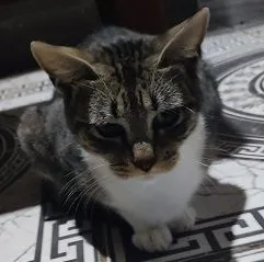 Gato raça SRD-ViraLata idade 1 ano nome AFRODITE 1