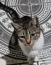 Gato raça SRD-ViraLata idade 1 ano nome AFRODITE 1