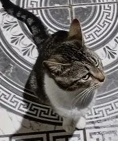 Gato raça SRD-ViraLata idade 1 ano nome AFRODITE 1