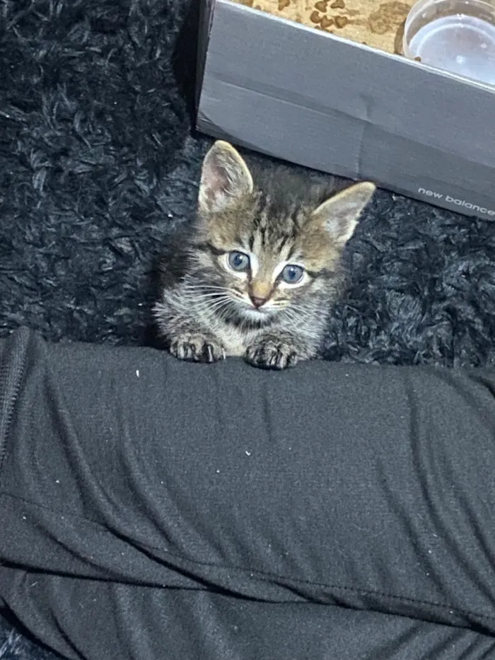 Gato raça SRD-ViraLata idade 2 a 6 meses nome Nicolau