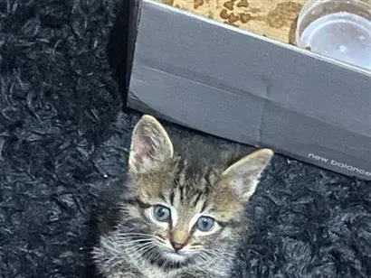 Gato raça SRD-ViraLata idade 2 a 6 meses nome Nicolau