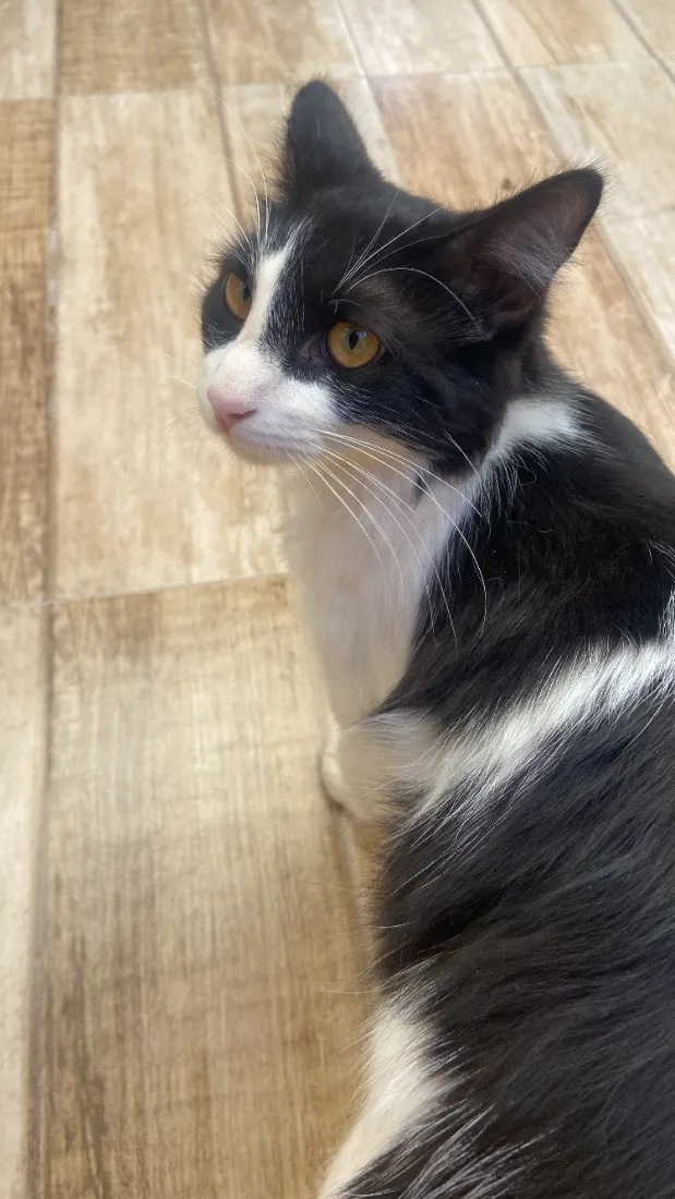 Gato raça SRD-ViraLata idade 2 a 6 meses nome Tomtom