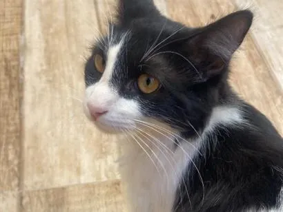 Gato raça SRD-ViraLata idade 2 a 6 meses nome Tomtom