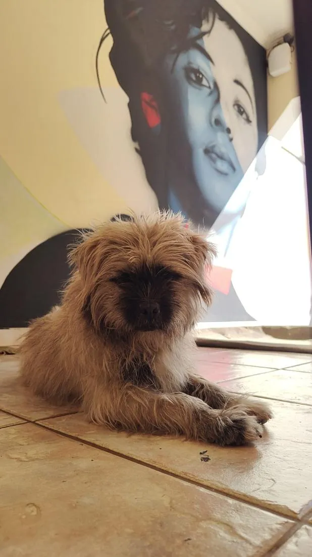 Cachorro raça Lhasa Apso idade 7 a 11 meses nome lucky