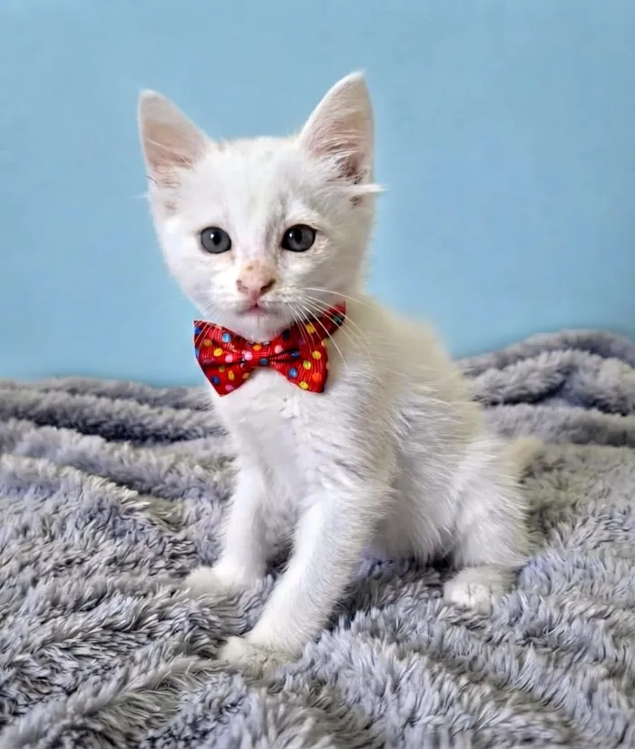 Gato raça SRD-ViraLata idade 2 a 6 meses nome Thor